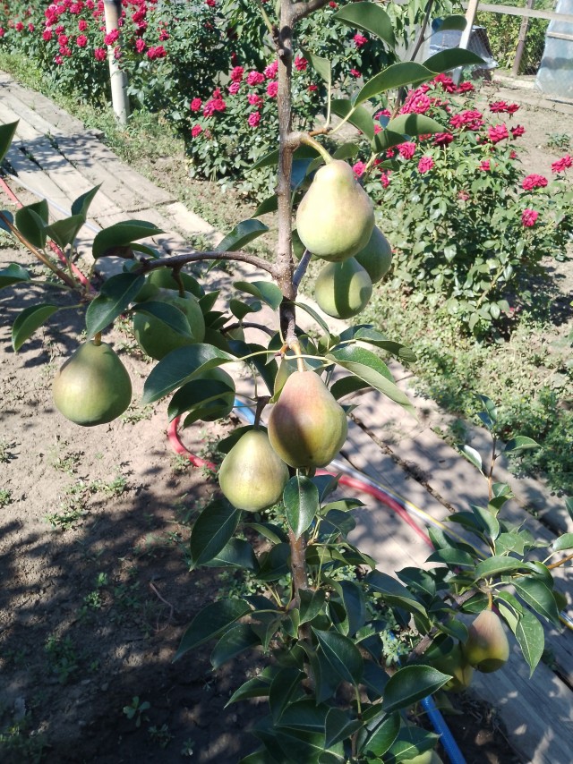 Дачники и неудачники!