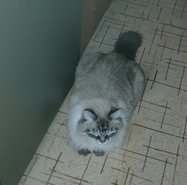 Котовторник