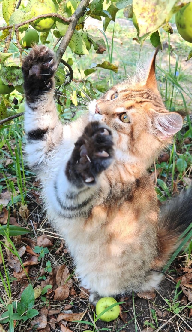 Котаняны