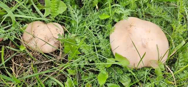 Гриб Подотавник