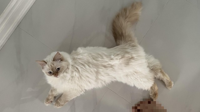 Напугал кошку пердежом