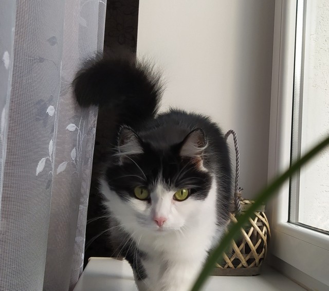 Утренний котовторник