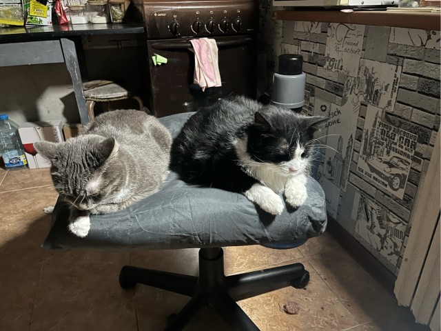 Мой кот