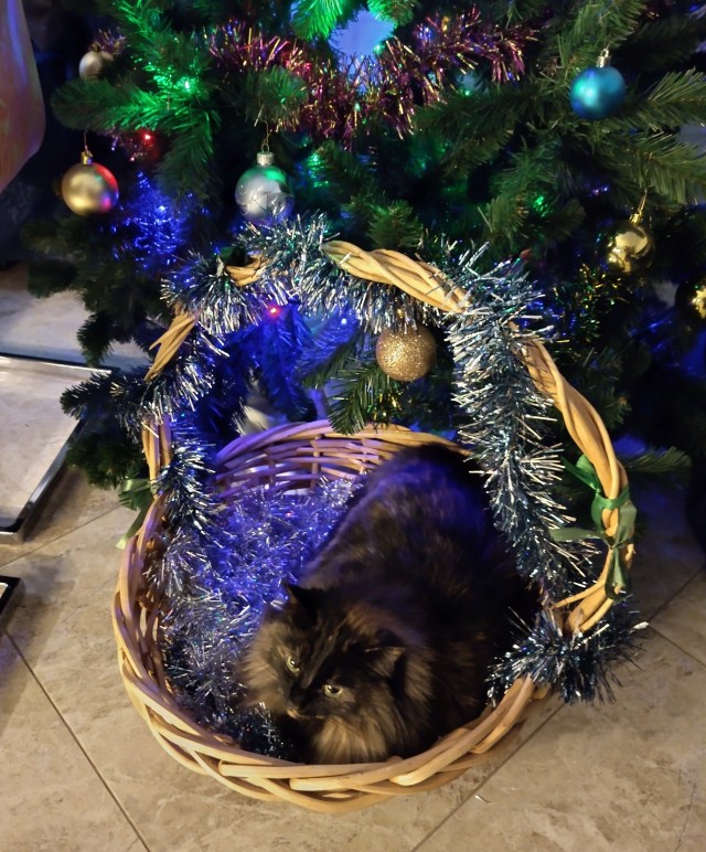 Не успел к котовторнику