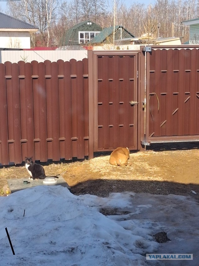 История одного котенка