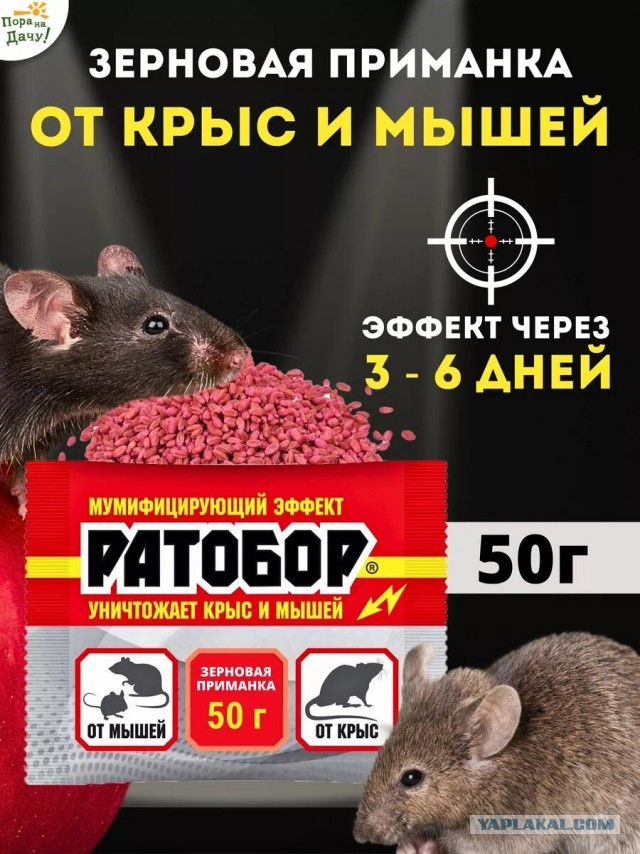 Как отвадить (кормёжка голубей).