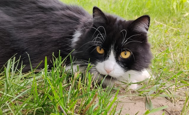 Котское.