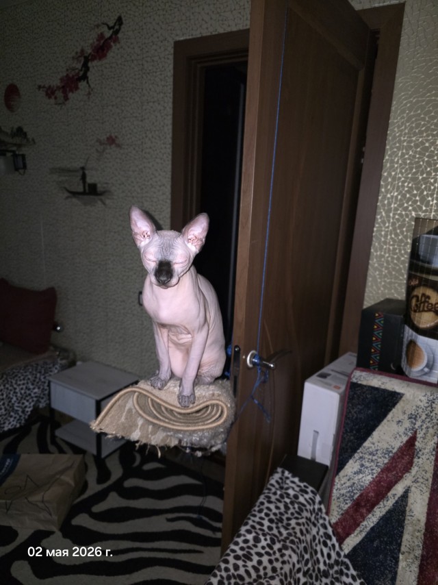 Пристраиваю котэ. Альтернатива - усыпление.