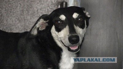 Соседи собираются отравить пса, ждущего хозяев