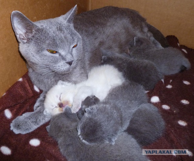 Котовторник 12.11.2013