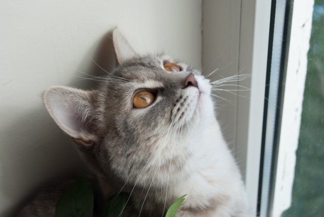 Котовторник 01.04.2014