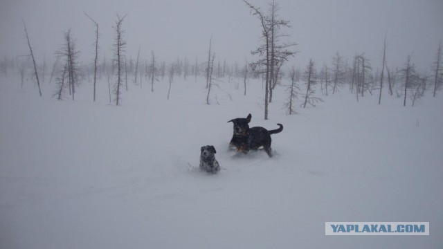 Собачники ЯПа объединяйтесь!