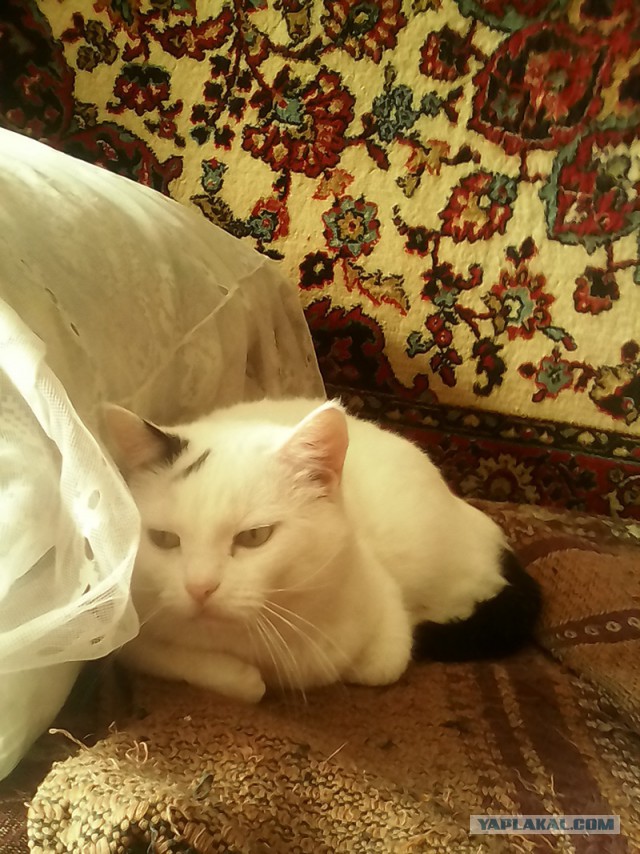 Котовторник 26.08.14.