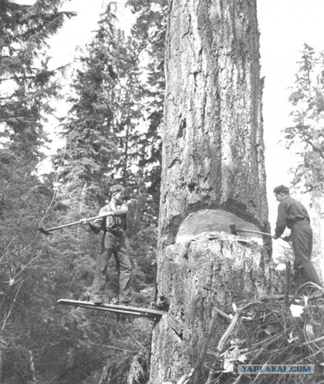 40 удивительных исторических фотографий
