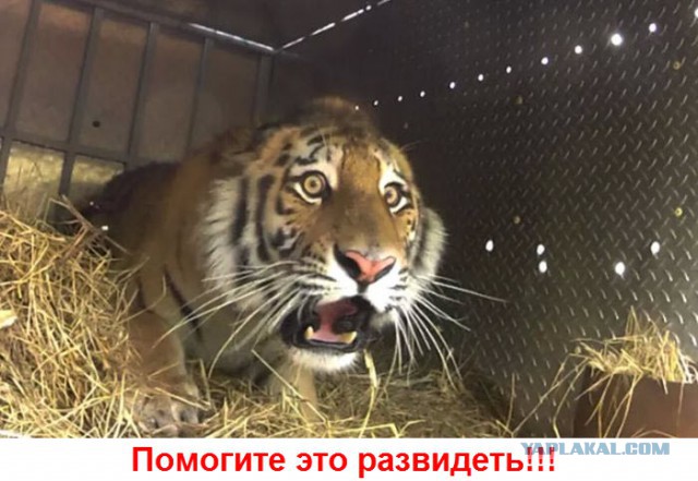 Соцсети - это настоящий филиал АДА на земле