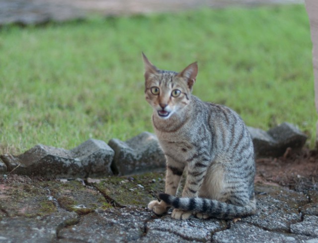 Надоевший всем ГОА с другой стороны.