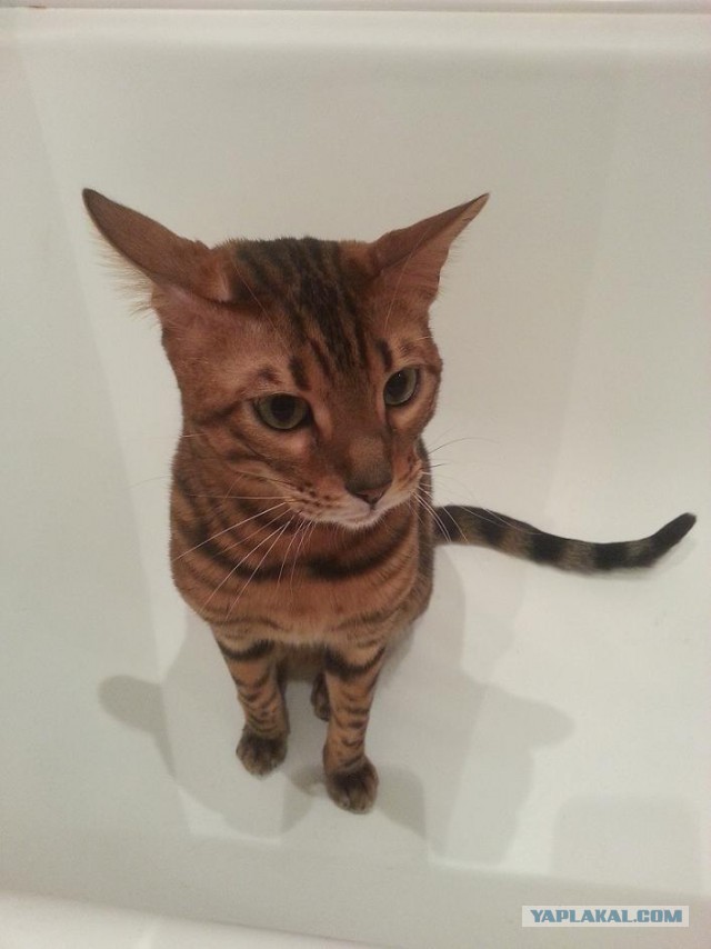 Котовторник 23.12.2014