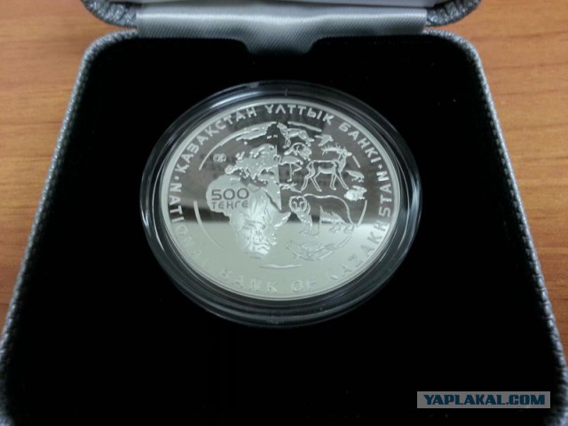 Дикие киски - Манулы