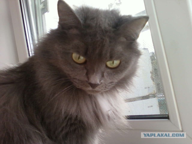 Котовторник