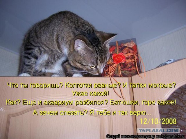 Известные котомемы.