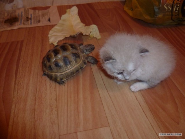 Когда в доме есть кот...