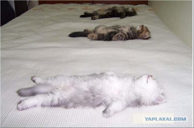 Как спят кошки....