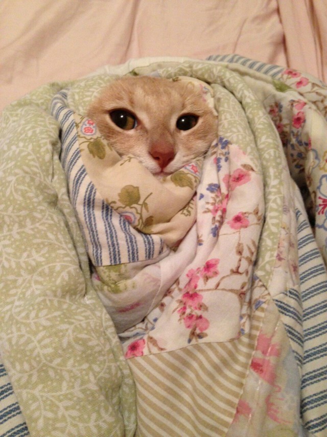 Прикольные коты