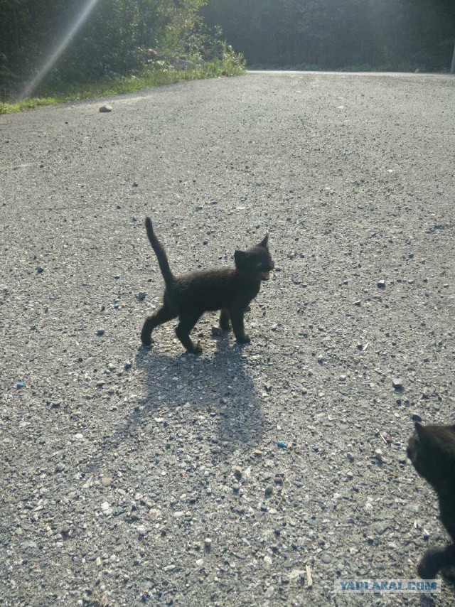 Дикий котовторник