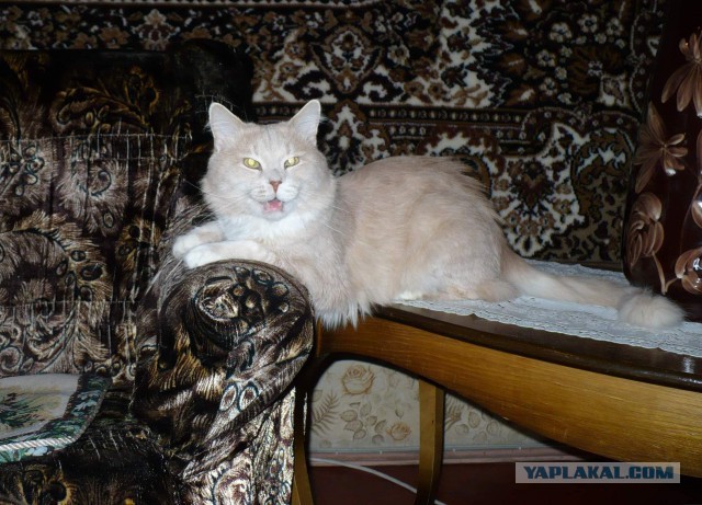 Котовторник  27.10.2015