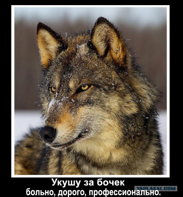 Подборка картинок