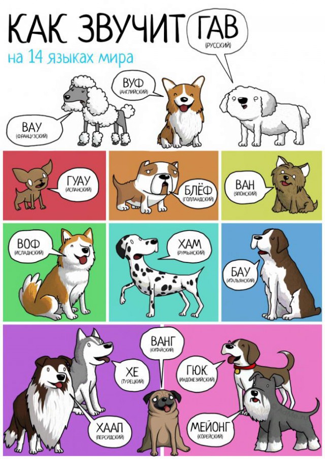 На Украине придумали новый язык для животных.