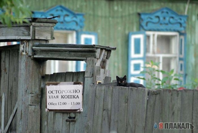 Осторожно, злая собака