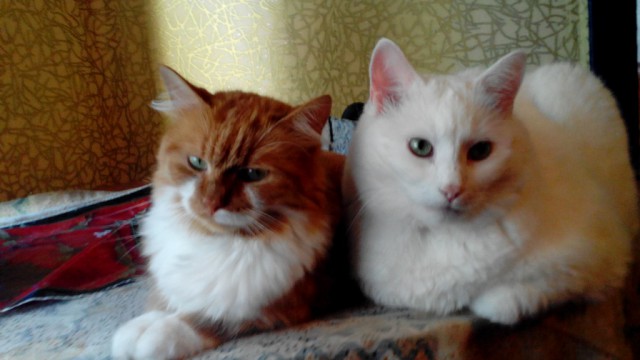 Что делать с котом