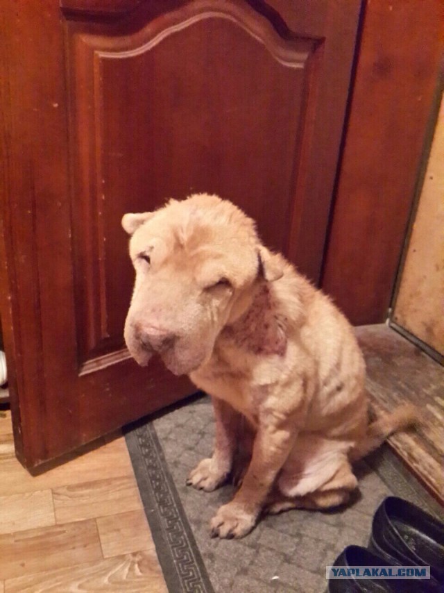 Мой друг в собакочетверг