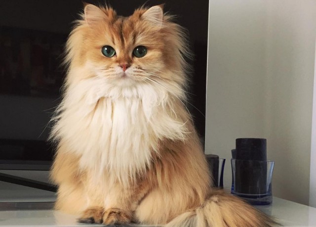 Коты из сети
