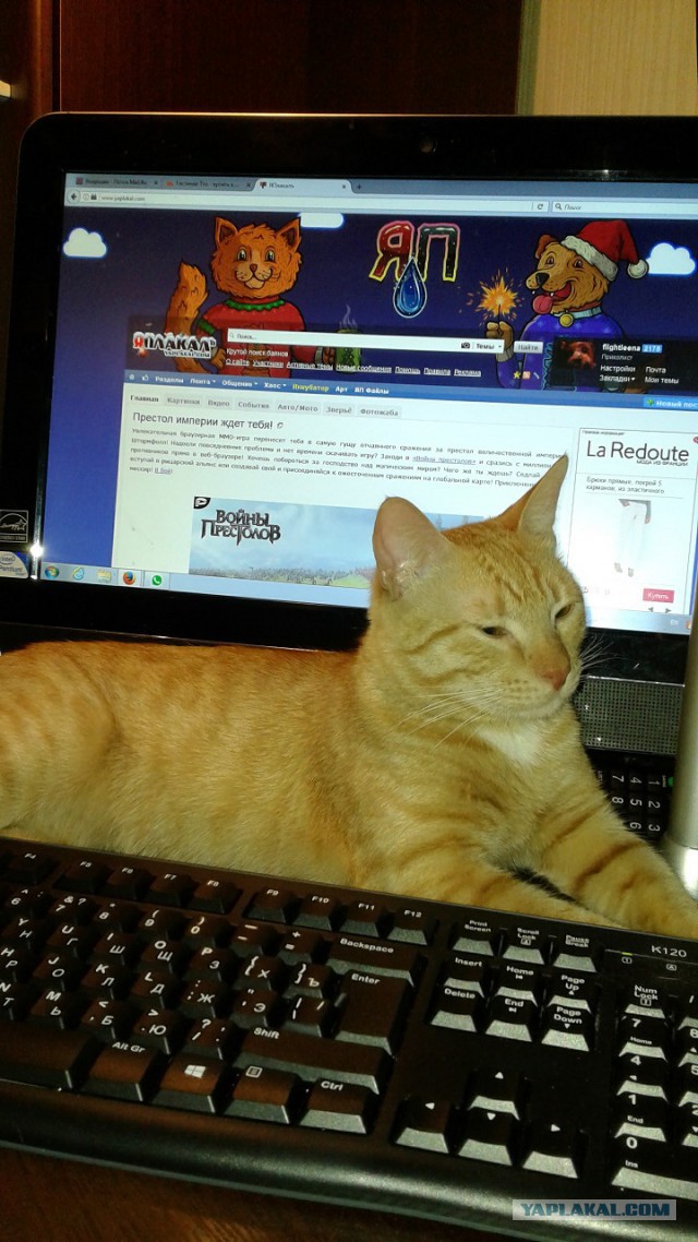 Котовторник  17.01.2017