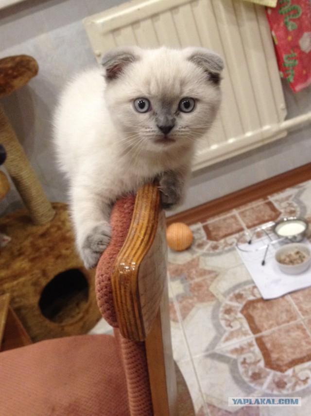 Котовторник 28.02.2017