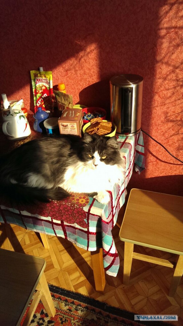 Котовторник 14.03.2017