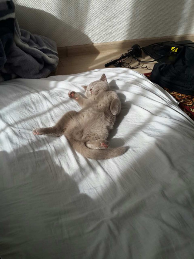 Котовторник 28.03.2017