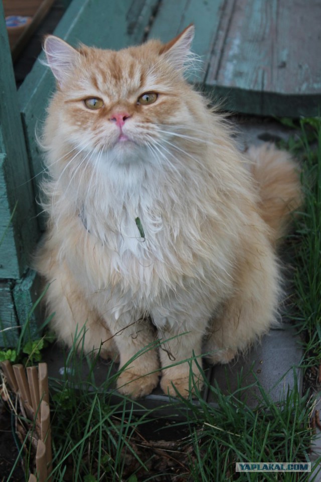 Коты и Кошки
