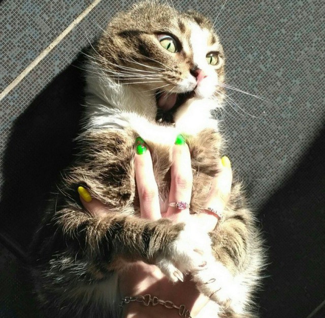 Коты и Кошки