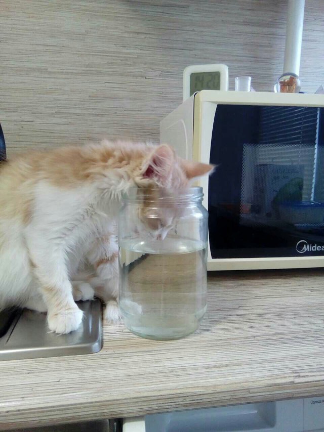 Котовторник