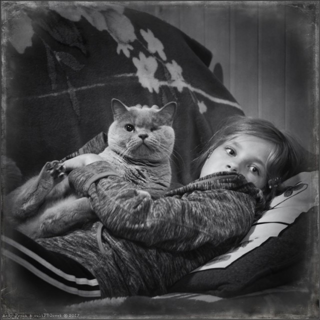 Коты и маленькая девочка