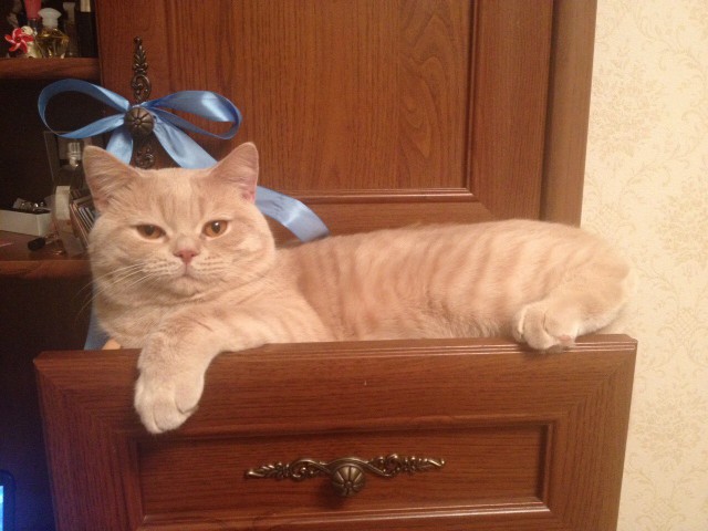 Котовторник 12.12.2017