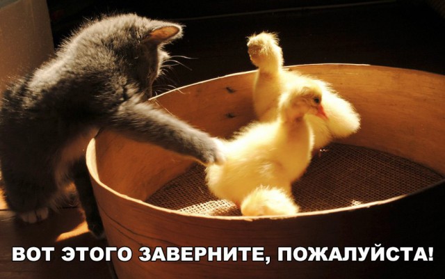 Кот без прикрас