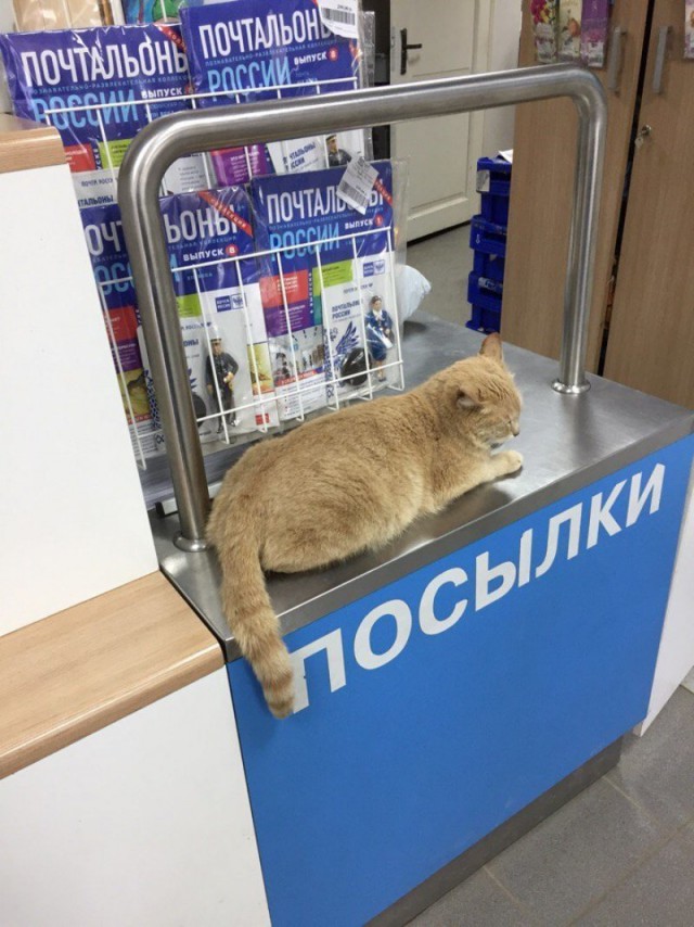 Живность из сети