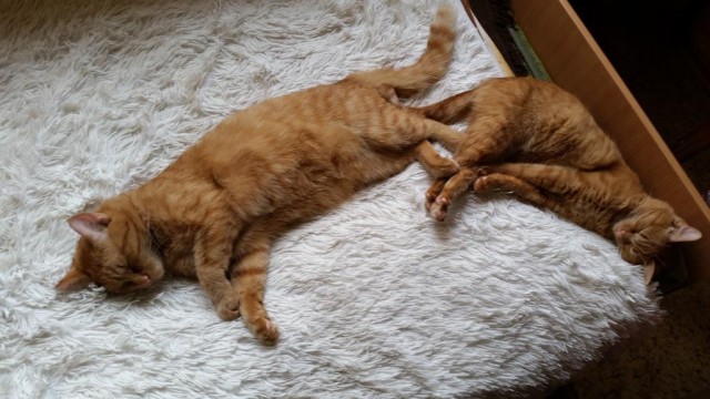Котовторник 26.06.2018