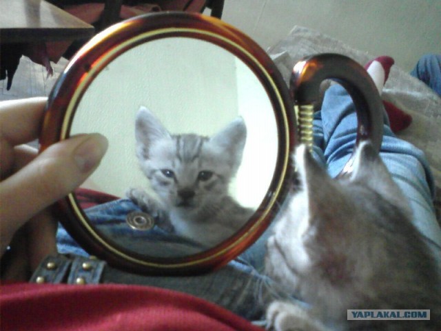 Котовторник  на  ЯПлакалъ
