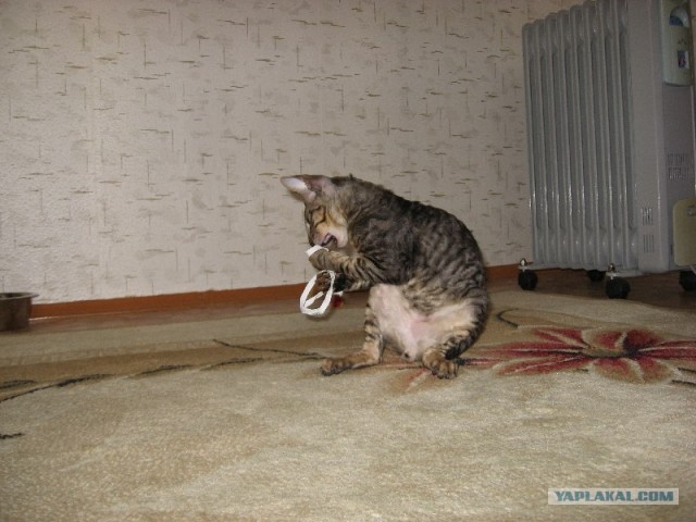 Котовторник?