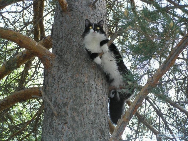 Котовторник так котовторник!